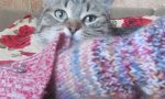 приучили кошку к лотку быстро реальная история