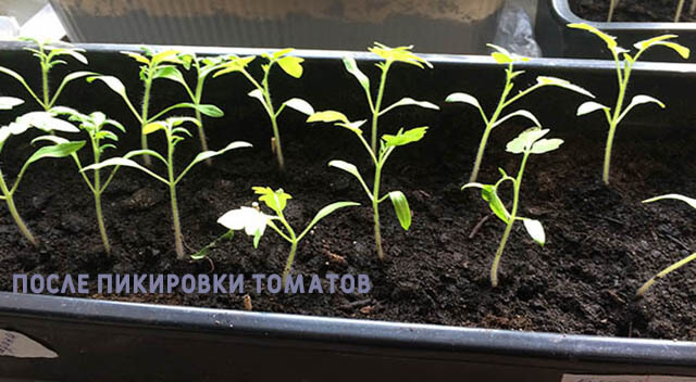 Как вырастить рассаду помидор, когда сажать и пикировать