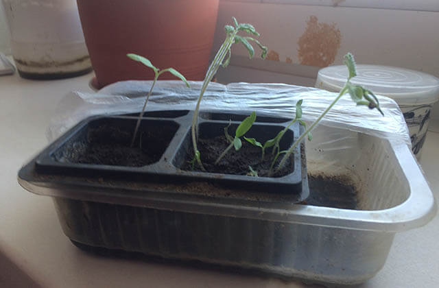 Как вырастить рассаду помидор, когда сажать и пикировать
