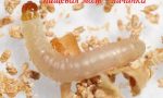личинки пищевой моли