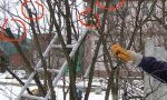 обрезка плодовых деревьев зимой