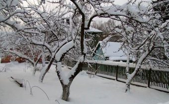 сад зимой