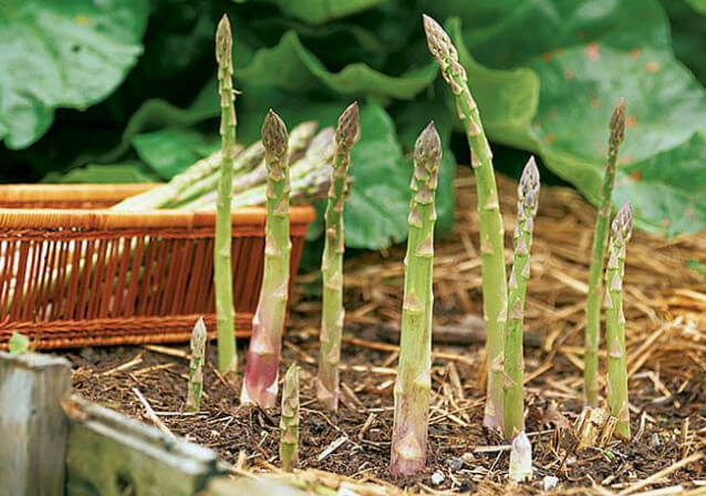 Как вырастить аспарагус из семян в домашних условиях